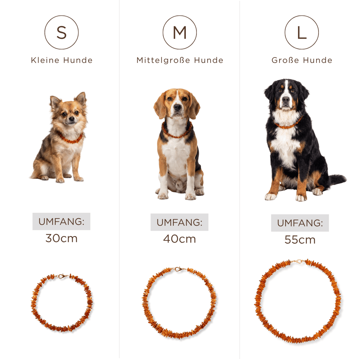 Bernstein Halsband für Hunde