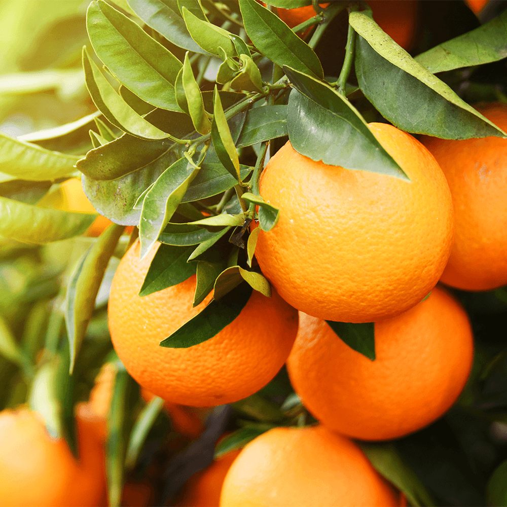 Bio Orangenöl süß