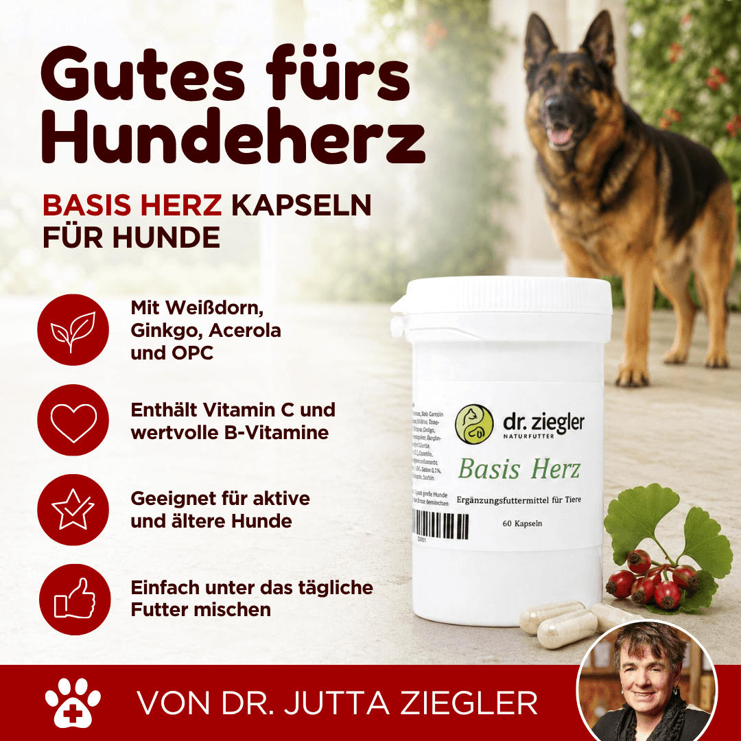 Basis Herz Kapseln für Hunde