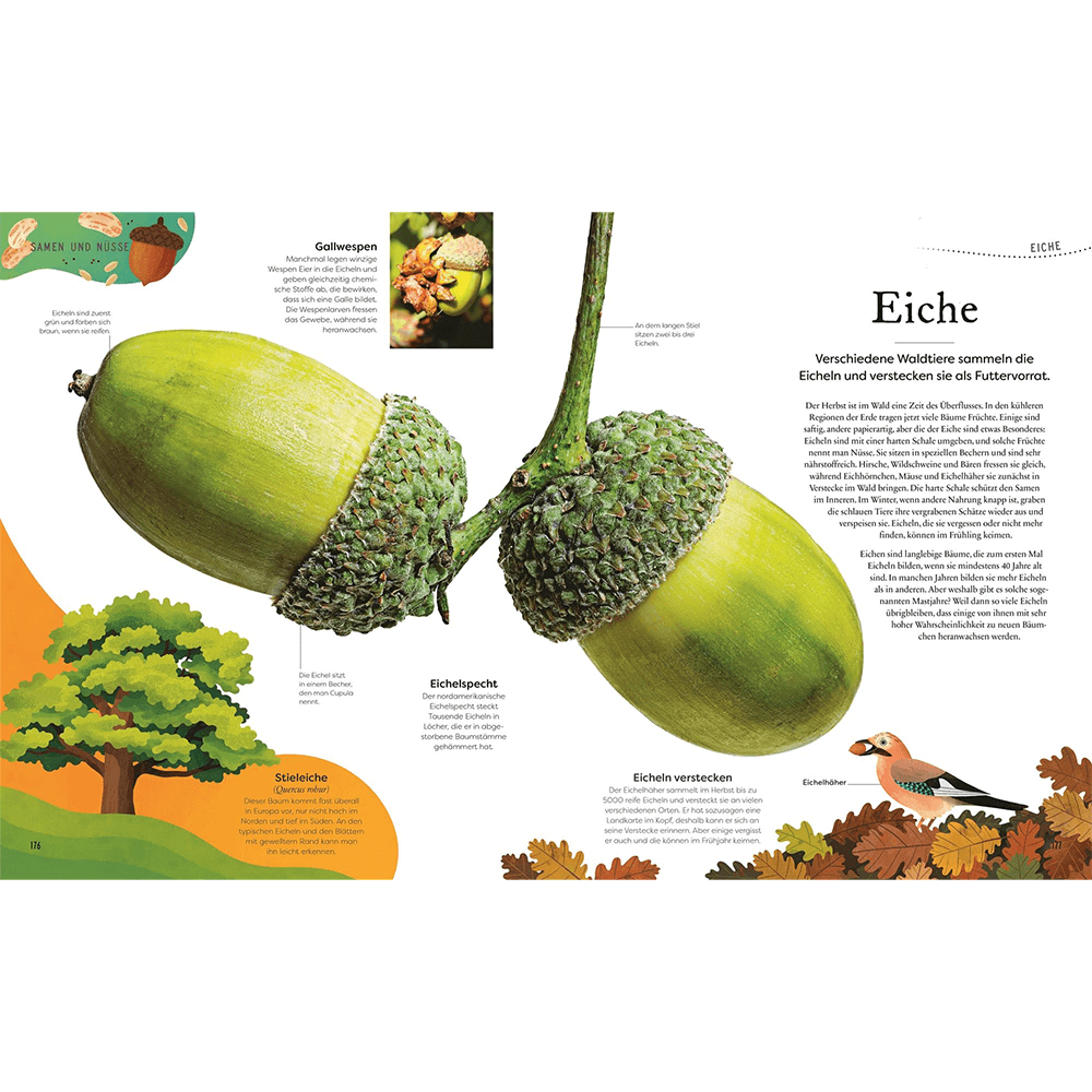 Große und kleine Schätze der Natur – Pflanzen