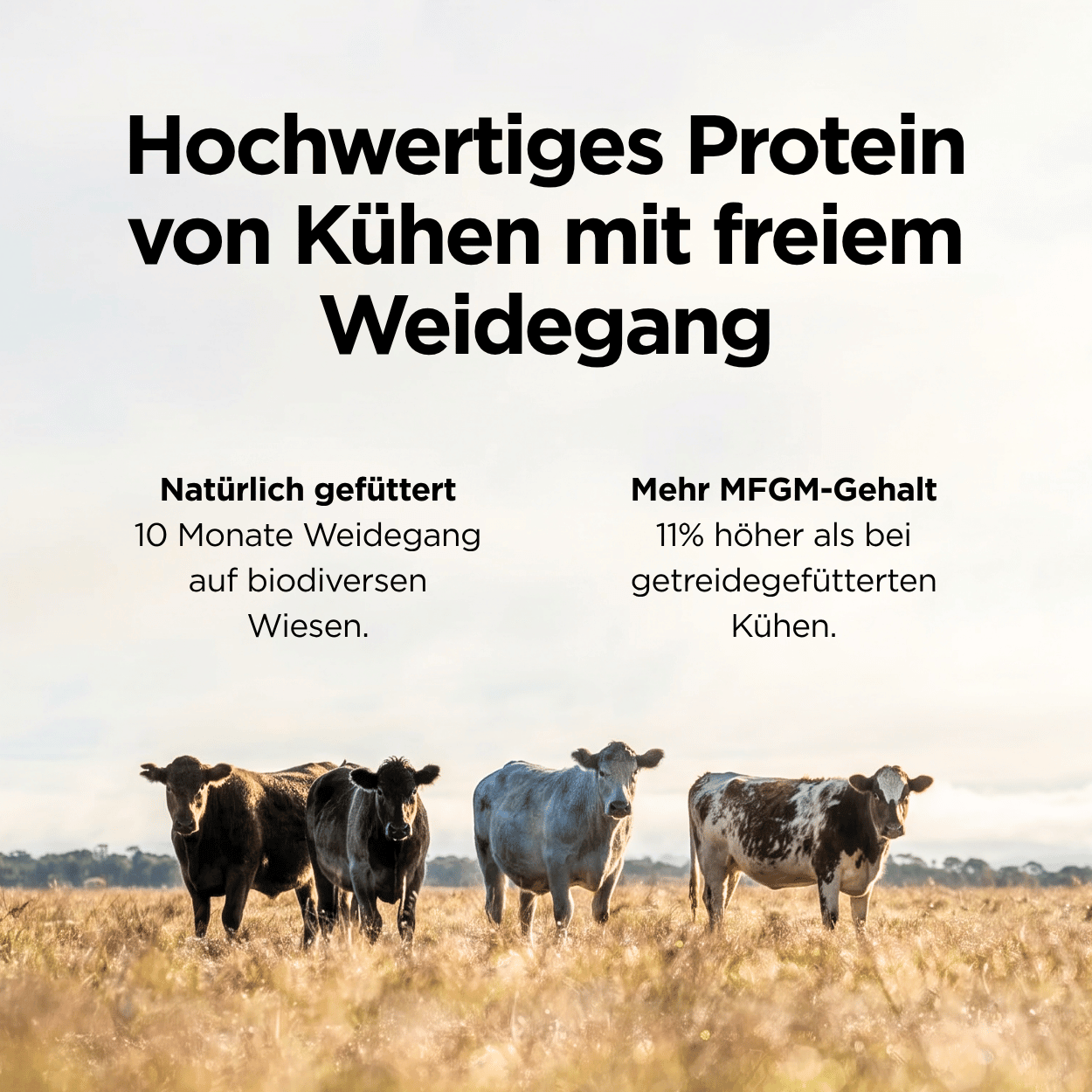 Multi Weidemilch Whey Protein Vanille