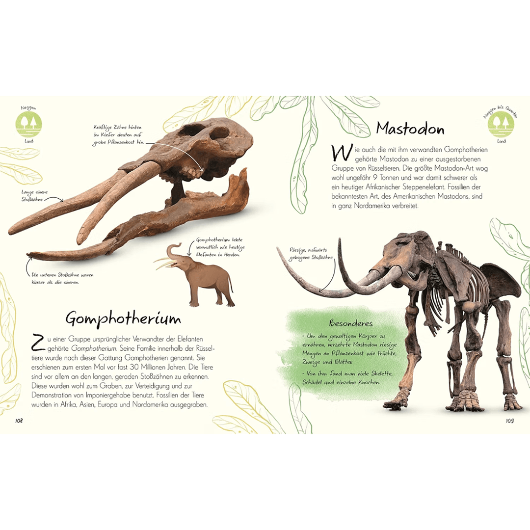 Wundervolle Welt – Kleine Schätze. Fossilien