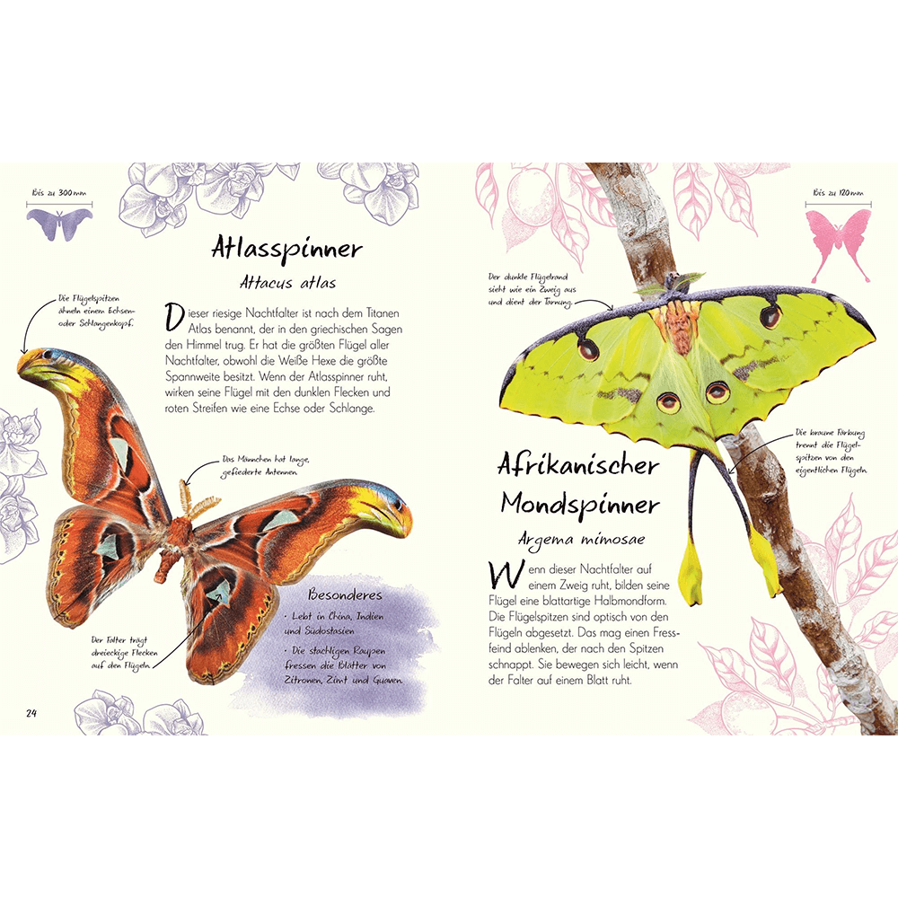 Wundervolle Welt – Kleine Schätze. Schmetterlinge