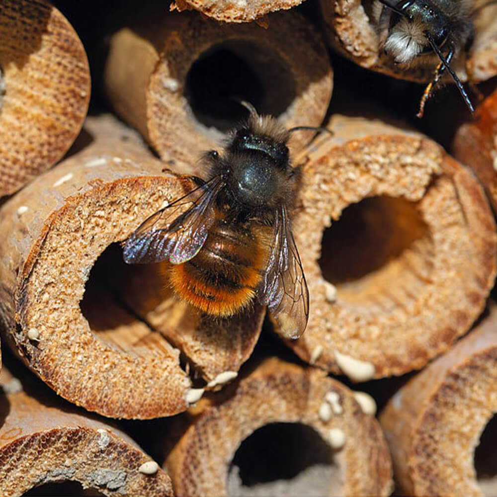 Insektenhotel