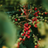 Bio Kaffee Premium